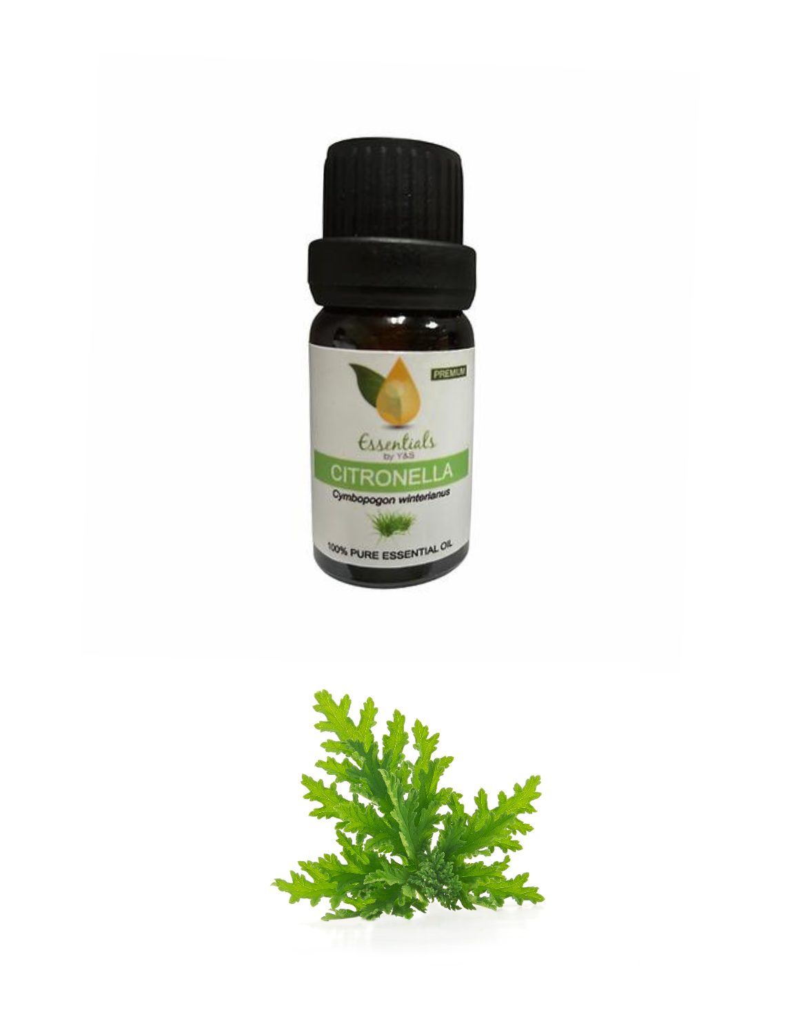Citronella Essential Oil (Wholesale) -5CT