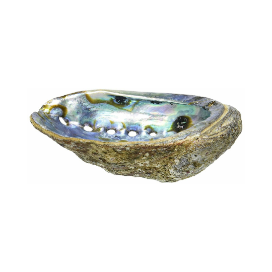 Abalone Shells