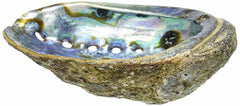 Abalone Shells