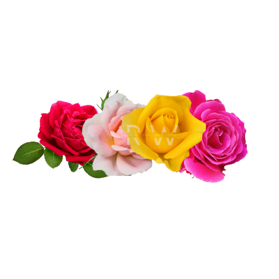 Compare to aroma FRESH CUT ROSES AIR FRESHENER & BURNING OIL® (DISCONTINUED)