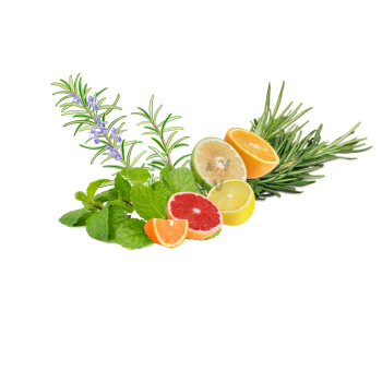 Compare to aroma WILD ROSEMARY AIR FRESHENER & BURNING OIL® (CLEARANCE)